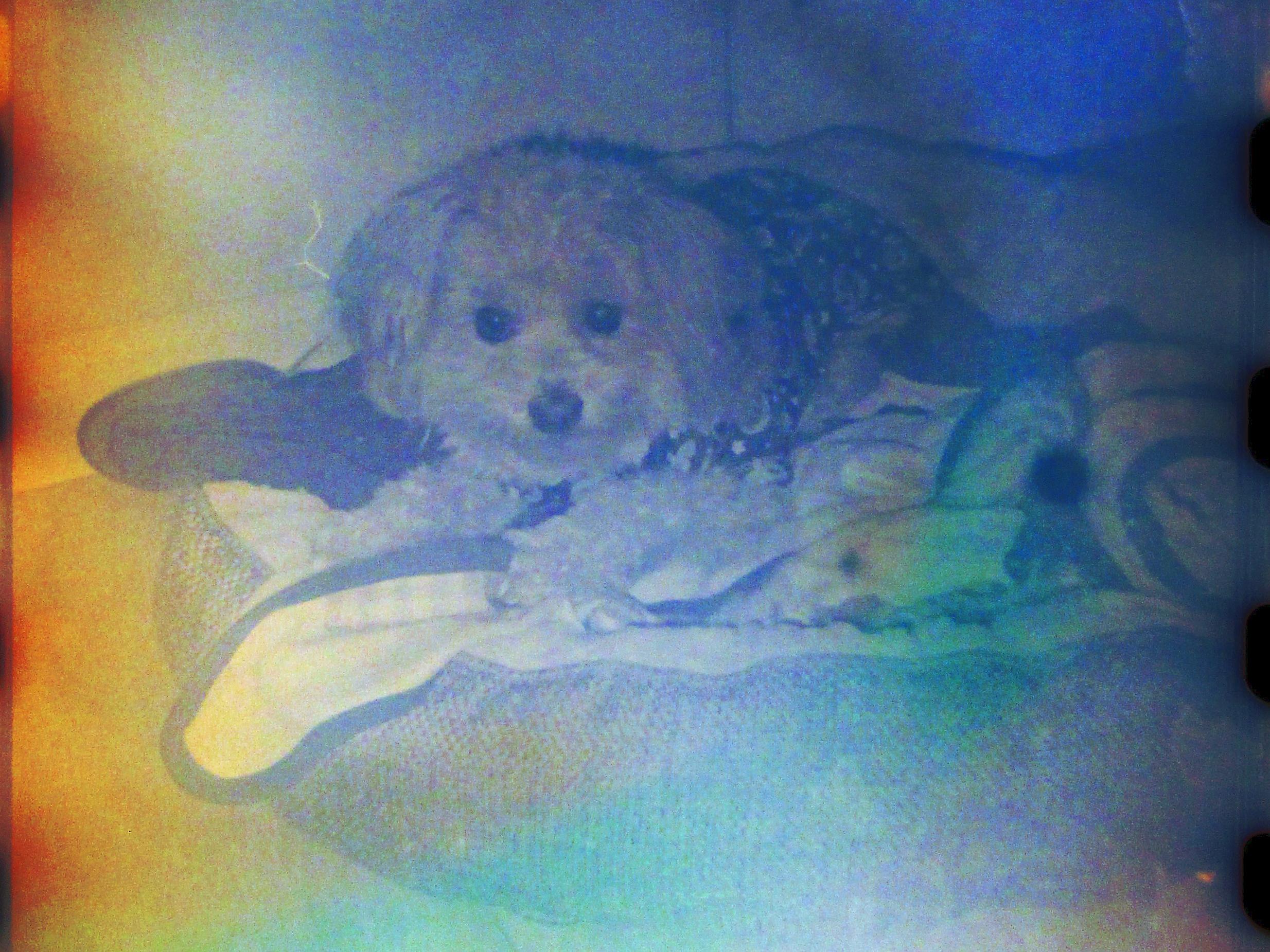 a monochrome film exposure of a small blonde dog sitting on a dog bed